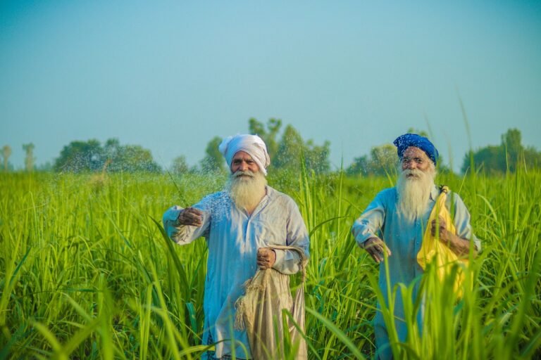 farmer, agriculture, punjab-7065393.jpg